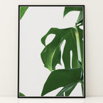 Ladda upp bild till gallerivisning, Naturinspirerede Plakater | Elegante planter og blomster til din bolig | Plakat med grønne planter, botanisk kunst og naturplanter, ideel til at tilføje et organisk og livligt præg til dit hjem.
