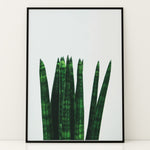 Ladda upp bild till gallerivisning, Plakater med Plantemotiver | Stilfulde designs til stue og kontor | Plakat med grønne planter, botanisk kunst og naturplanter, ideel til at tilføje et organisk og livligt præg til dit hjem.
