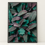Ladda upp bild till gallerivisning, Naturens Elegance | Plakater med detaljerede planteillustrationer | Plakat med grønne planter, botanisk kunst og naturplanter, ideel til at tilføje et organisk og livligt præg til dit hjem.
