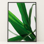 Ladda upp bild till gallerivisning, Plantemotiver | Unikke plante illustrationer print til dit hjem | Plakat med grønne planter, botanisk kunst og naturplanter, ideel til at tilføje et organisk og livligt præg til dit hjem.
