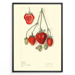 Ladda upp bild till gallerivisning, Vintage botanical strawberry illustration with detailed red and green strawberries on stems, drawn on a cream background in a black frame.
