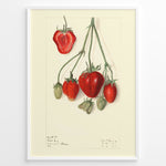 Ladda upp bild till gallerivisning, Vintage botanical strawberry illustration with detailed red and green strawberries on stems, drawn on a cream background in a white frame.
