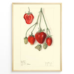 Ladda upp bild till gallerivisning, Vintage botanical strawberry illustration with detailed red and green strawberries on stems, drawn on a cream background in a golden frame.
