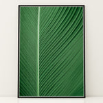 Ladda upp bild till gallerivisning, Naturkunst | Smukke planteillustrationer til ethvert rum | Plakat med grønne planter, botanisk kunst og naturplanter, ideel til at tilføje et organisk og livligt præg til dit hjem.

