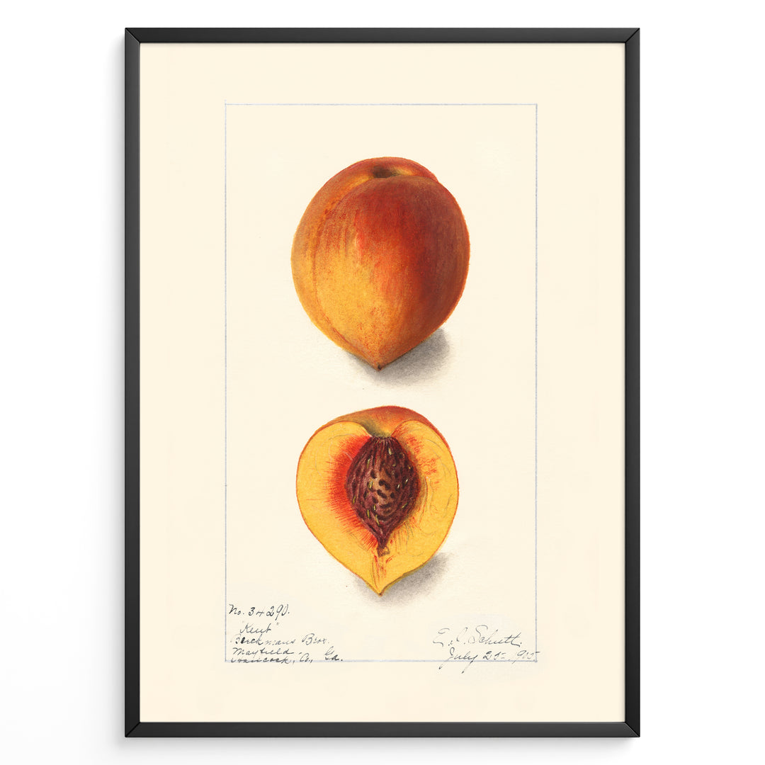 Vintage botanical peach illustration showing a whole and half-cut peach with a visible pit on a cream background in a black frame.