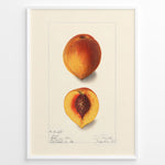 Ladda upp bild till gallerivisning, Vintage botanical peach illustration showing a whole and half-cut peach with a visible pit on a cream background in a white frame.
