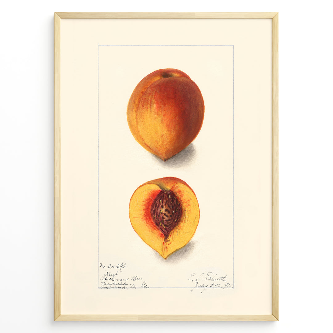 Vintage botanical peach illustration showing a whole and half-cut peach with a visible pit on a cream background in a golden frame.