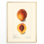 Ladda upp bild till gallerivisning, Vintage botanical peach illustration showing a whole and half-cut peach with a visible pit on a cream background in a golden frame.
