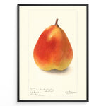 Ladda upp bild till gallerivisning, Vintage pear botanical illustration showing a single ripe pear in orange and yellow tones on a cream background, framed in black.

