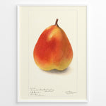 Ladda upp bild till gallerivisning, Vintage pear botanical illustration showing a single ripe pear in orange and yellow tones on a cream background, framed in white .
