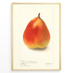 Ladda upp bild till gallerivisning, Vintage pear botanical illustration showing a single ripe pear in orange and yellow tones on a cream background, goden in black.
