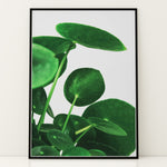 Ladda upp bild till gallerivisning, Grønne Vægkunstværker | Planter og natur i din stue | Plakat med grønne planter, botanisk kunst og naturplanter, ideel til at tilføje et organisk og livligt præg til dit hjem.
