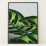 Ladda upp bild till gallerivisning, Flora og Fauna | Elegant vægdekoration til boligen | Plakat med grønne planter, botanisk kunst og naturplanter, ideel til at tilføje et organisk og livligt præg til dit hjem.
