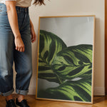 Ladda upp bild till gallerivisning, Flora og Fauna | Elegant vægdekoration til boligen | Plakat med grønne planter, botanisk kunst og naturplanter, ideel til at tilføje et organisk og livligt præg til dit hjem.
