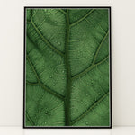 Ladda upp bild till gallerivisning, Plante plakat | Unikt print der tilføjer skønhed til rummet | Plakat med grønne planter, botanisk kunst og naturplanter, ideel til at tilføje et organisk og livligt præg til dit hjem.
