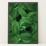 Ladda upp bild till gallerivisning, Plante print | Tidløs plakat med inspirerende motiver | Plakat med grønne planter, botanisk kunst og naturplanter, ideel til at tilføje et organisk og livligt præg til dit hjem.
