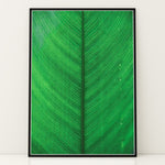 Ladda upp bild till gallerivisning, Plante plakat | Elegant print med livlige motiver | Plakat med grønne planter, botanisk kunst og naturplanter, ideel til at tilføje et organisk og livligt præg til dit hjem.
