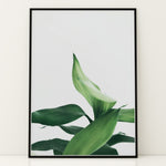 Ladda upp bild till gallerivisning, Plante print | Stilfuld plakat der lyser rummet op | Plakat med grønne planter, botanisk kunst og naturplanter, ideel til at tilføje et organisk og livligt præg til dit hjem.
