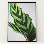Ladda upp bild till gallerivisning, Plante plakat | Frodigt print med naturlige elementer | Plakat med grønne planter, botanisk kunst og naturplanter, ideel til at tilføje et organisk og livligt præg til dit hjem.
