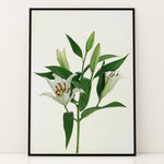 Ladda upp bild till gallerivisning, Plante print | Stilfuld plakat med grønne planter | Plakat med grønne planter, botanisk kunst og naturplanter, ideel til at tilføje et organisk og livligt præg til dit hjem.
