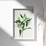 Ladda upp bild till gallerivisning, Plante print | Stilfuld plakat med grønne planter | Plakat med grønne planter, botanisk kunst og naturplanter, ideel til at tilføje et organisk og livligt præg til dit hjem.

