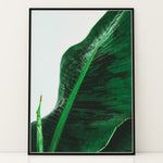 Ladda upp bild till gallerivisning, Plante plakat | Unik print der tilføjer karakter | Plakat med grønne planter, botanisk kunst og naturplanter, ideel til at tilføje et organisk og livligt præg til dit hjem.
