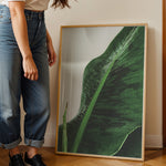 Ladda upp bild till gallerivisning, Plante plakat | Unik print der tilføjer karakter | Plakat med grønne planter, botanisk kunst og naturplanter, ideel til at tilføje et organisk og livligt præg til dit hjem.
