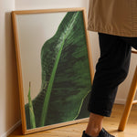 Ladda upp bild till gallerivisning, Plante plakat | Unik print der tilføjer karakter | Plakat med grønne planter, botanisk kunst og naturplanter, ideel til at tilføje et organisk og livligt præg til dit hjem.
