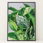 Ladda upp bild till gallerivisning, Plante print | Smuk plakat med frodige motiver | Plakat med grønne planter, botanisk kunst og naturplanter, ideel til at tilføje et organisk og livligt præg til dit hjem.
