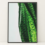 Ladda upp bild till gallerivisning, Plante plakat | Naturligt print med en moderne vinkel | Plakat med grønne planter, botanisk kunst og naturplanter, ideel til at tilføje et organisk og livligt præg til dit hjem.
