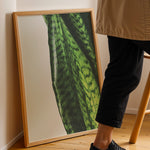 Ladda upp bild till gallerivisning, Plante plakat | Naturligt print med en moderne vinkel | Plakat med grønne planter, botanisk kunst og naturplanter, ideel til at tilføje et organisk og livligt præg til dit hjem.

