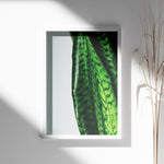 Ladda upp bild till gallerivisning, Plante plakat | Naturligt print med en moderne vinkel | Plakat med grønne planter, botanisk kunst og naturplanter, ideel til at tilføje et organisk og livligt præg til dit hjem.
