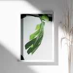 Ladda upp bild till gallerivisning, Plante plakat | Farverigt print der bringer liv til væggene | Plakat med grønne planter, botanisk kunst og naturplanter, ideel til at tilføje et organisk og livligt præg til dit hjem.
