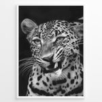 Ladda upp bild till gallerivisning, Fashion Plakat | Fierce Grace: Leopard in Black and White Plakaty.dk | Close-up black and white photo of a snarling leopard with intense eyes and sharp teeth
