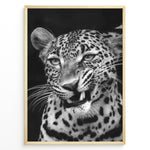 Ladda upp bild till gallerivisning, Fashion Plakat | Fierce Grace: Leopard in Black and White Plakaty.dk | Close-up black and white photo of a snarling leopard with intense eyes and sharp teeth
