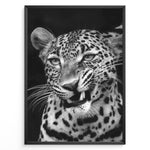 Ladda upp bild till gallerivisning, Fashion Plakat | Fierce Grace: Leopard in Black and White Plakaty.dk | Close-up black and white photo of a snarling leopard with intense eyes and sharp teeth
