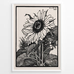 Ladda upp bild till gallerivisning, Framed vintage black and white sunflower botanical poster with intricate line art detailing and 1919 inscription.

